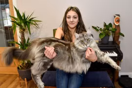 Kinh ngạc con mèo khổng lồ dài tới một mét