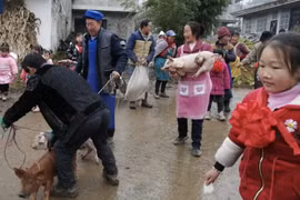 Học sinh giỏi được thưởng lợn con, phụ huynh vui như Tết