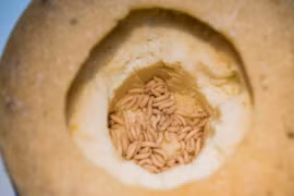 Kinh dị món phô mai lúc nhúc giòi là đặc sản ở Ý