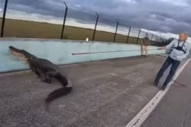 Cá sấu khổng lồ gây hỗn loạn trên đường cao tốc Mỹ