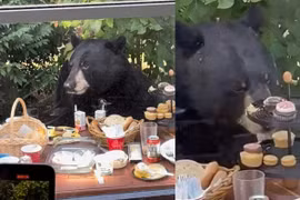 Gấu đen phá tiệc sinh nhật bé trai 2 tuổi để cướp đồ ăn