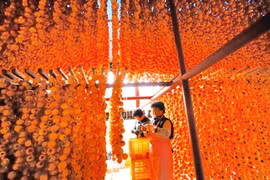 Cận cảnh nơi làm đặc sản hồng khô treo gió ở quê hương ông Park Hang Seo