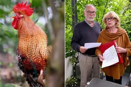 Cặp vợ chồng kiện hàng xóm vì để gà trống gáy khoảng 200 lần/ngày