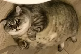 Chăm mèo cưng béo ú, người chủ bị tố ngược đãi động vật