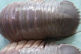 Vì sao đặc sản bọ biển còn đắt hơn tôm hùm?