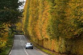 Tận mục hàng rào cao nhất thế giới đổi màu theo 4 mùa