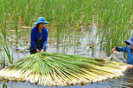 Bồn bồn, đặc sản dân dã miền Tây cực tốt cho sức khỏe