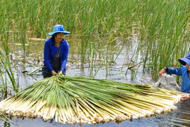 Bồn bồn, đặc sản dân dã miền Tây cực tốt cho sức khỏe