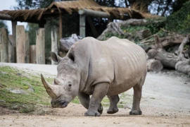 Người đàn ông gây sốc vì trèo vào chuồng tê giác để tắm