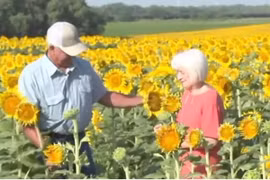 Cụ ông Mỹ trồng cả cánh đồng hướng dương để tặng vợ
