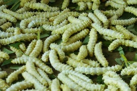 Những món ăn kinh dị không phải ai cũng dám thử