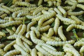 Những món ăn kinh dị không phải ai cũng dám thử