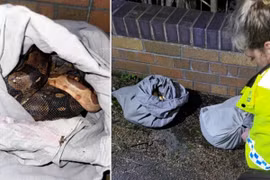Người nhặt rác sốc vì thấy 4 con trăn trong vỏ gối bên đường
