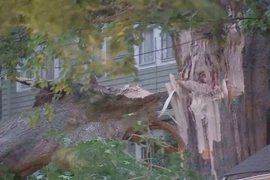 Cây cổ thụ 200 tuổi “phát nổ” do đợt nắng nóng ở Mỹ