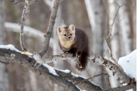 Điều ít biết về khu bảo tồn thiên nhiên lâu đời nhất của Nga