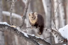 Điều ít biết về khu bảo tồn thiên nhiên lâu đời nhất của Nga