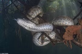 Rùng mình khoảnh khắc nhà thám hiểm tiếp cận trăn “khủng” dài 7m