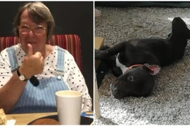 “Cưu mang” chó hoang, cụ bà bị chó pitbull tấn công tử vong