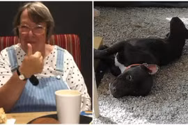 “Cưu mang” chó hoang, cụ bà bị chó pitbull tấn công tử vong