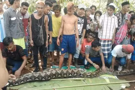 Câu chuyện ớn lạnh về người phụ nữ bị trăn khổng lồ nuốt chửng 