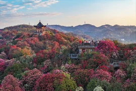 Choáng ngợp đồi hoa đỗ quyên nở đẹp mê hồn ở Trung Quốc