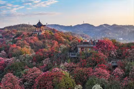 Choáng ngợp đồi hoa đỗ quyên nở đẹp mê hồn ở Trung Quốc