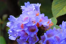 “Giải mã” loài hoa hiếm ở Ấn Độ 12 năm mới nở một lần