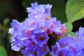 “Giải mã” loài hoa hiếm ở Ấn Độ 12 năm mới nở một lần