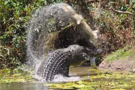 Phát hiện thi thể ngư dân trong bụng 2 con cá sấu