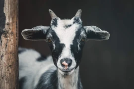 Giám đốc sở thú gây phẫn nộ vì thịt 4 con dê nấu cỗ