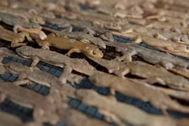 “Rợn tóc gáy” với đặc sản thằn lằn khô ở Indonesia