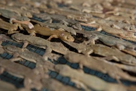 “Rợn tóc gáy” với đặc sản thằn lằn khô ở Indonesia