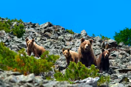 Hình ảnh thú vị về khu bảo tồn thiên nhiên hoang dã của Nga