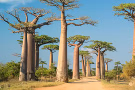 Cận cảnh con đường nổi tiếng với hàng cây bao báp khổng lồ