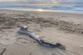 Người đàn ông suýt chết vì nuốt phải chìa khóa ô tô