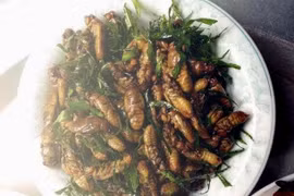 Món ăn lạ miệng từ nhộng ve sầu ẩn chứa nguy hại khôn lường