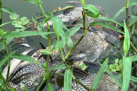 Nước biến thành màu đen làm cá chết hàng loạt trên sông