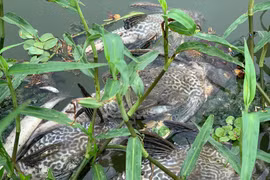 Nước biến thành màu đen làm cá chết hàng loạt trên sông