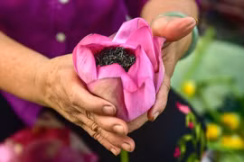 Tận mắt xem công đoạn ướp trà sen thơm của người Hà thành