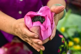 Tận mắt xem công đoạn ướp trà sen thơm của người Hà thành