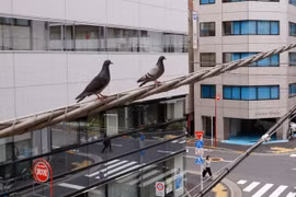 Đâm chết chim bồ câu, nam tài xế bị bắt giữ