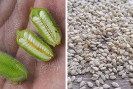 Bất ngờ với hình dáng ban đầu của các loại gia vị phổ biến