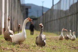 Độc lạ nhà tù dùng ngỗng gác cổng thay chó nghiệp vụ