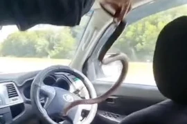 Đang lái xe, cặp đôi phát hiện rắn độc trườn qua chân