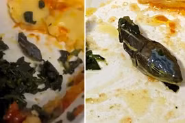 Kinh hãi phát hiện đầu rắn trong suất ăn trên chuyến bay