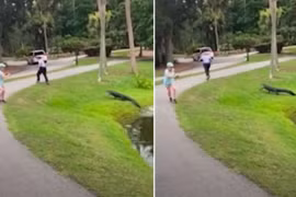 Đang câu cá, người đàn ông bị cá sấu rượt đuổi chạy té khói