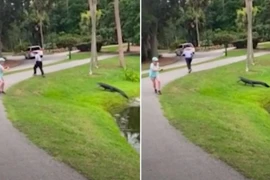 Đang câu cá, người đàn ông bị cá sấu rượt đuổi chạy té khói