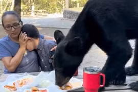 Gấu đen lao vào tiệc sinh nhật, bà mẹ nhanh trí cứu con