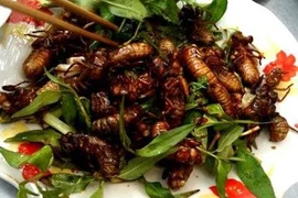 Đặc sản cực lạ ở An Giang - Bọ rầy Bảy Núi chiên giòn