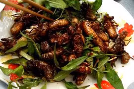 Đặc sản cực lạ ở An Giang - Bọ rầy Bảy Núi chiên giòn